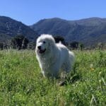 Animal soigné à domicile par VETACASA, vétérinaire dans les Pyrénées-Orientales