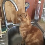 Animal soigné à domicile par VETACASA, vétérinaire dans les Pyrénées-Orientales