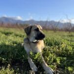 Animal soigné à domicile par VETACASA, vétérinaire dans les Pyrénées-Orientales