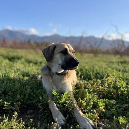 Animal soigné à domicile par VETACASA, vétérinaire dans les Pyrénées-Orientales