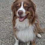 Animal soigné à domicile par VETACASA, vétérinaire dans les Pyrénées-Orientales