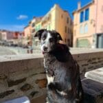 Animal soigné à domicile par VETACASA, vétérinaire dans les Pyrénées-Orientales