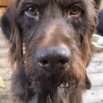 Animal soigné à domicile par VETACASA, vétérinaire dans les Pyrénées-Orientales