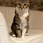 Animal soigné à domicile par VETACASA, vétérinaire dans les Pyrénées-Orientales