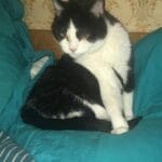 Animal soigné à domicile par VETACASA, vétérinaire dans les Pyrénées-Orientales