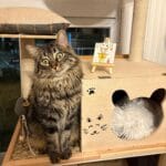 Animal soigné à domicile par VETACASA, vétérinaire dans les Pyrénées-Orientales